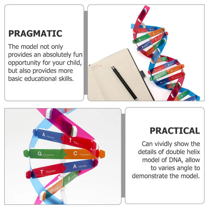 Teaching Aids Dna Double Helix Child Childrens Toys Model For Paper Science Models Educational Instrument