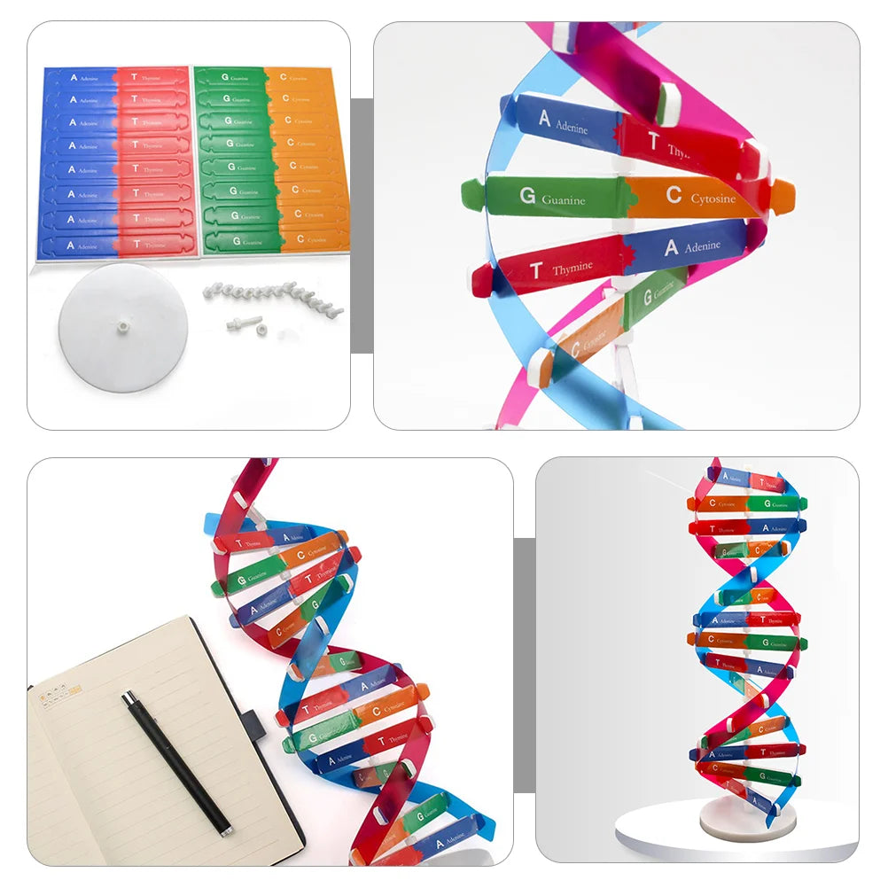 Human Dna Model Double Helix Toy Science Educational Instrument Biology Teaching Aids Child 3d of