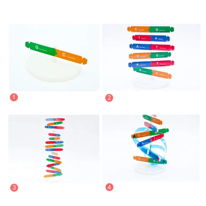 Montessori Block Learning Resource DNA Structure Puzzle Jigsaw Sensory Stacking Human Gene Model Assembly Science Toy E65D