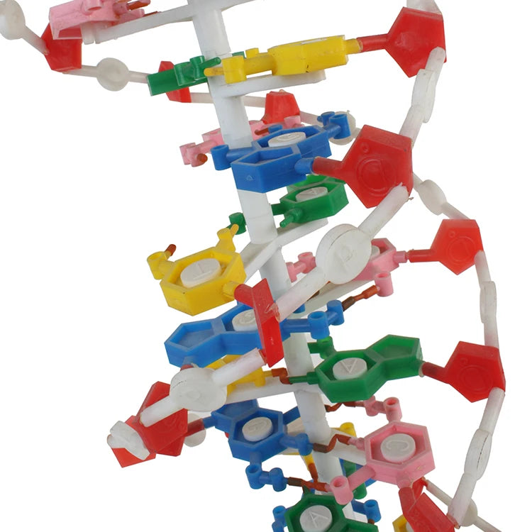 Double Helix 23x22x68.5cm Education Plastic Structure Dna Model For Biology