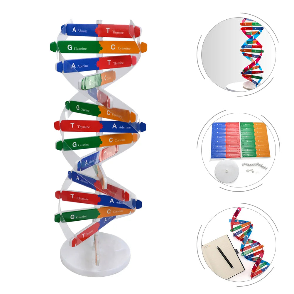 Dna Double Helix Model Structure Kids Assembly Build Toy Childrens Toys Science Educational Instrument Aids Kit Assembled