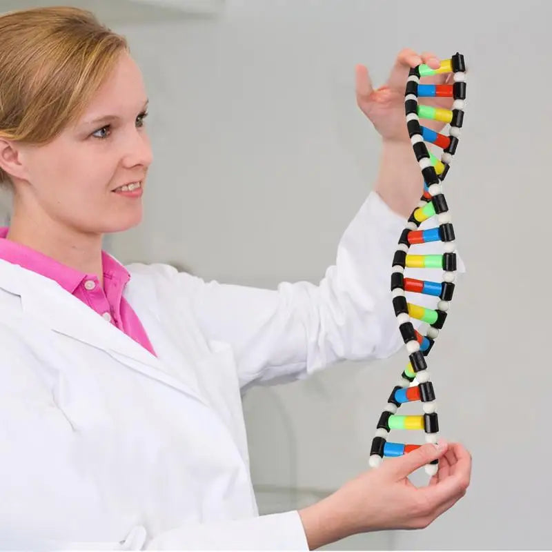 Molecular Model Kit Double Helix Structure Assembly DNA Model Preschool Science Toys Teaching Aids Learning And Educational Toys