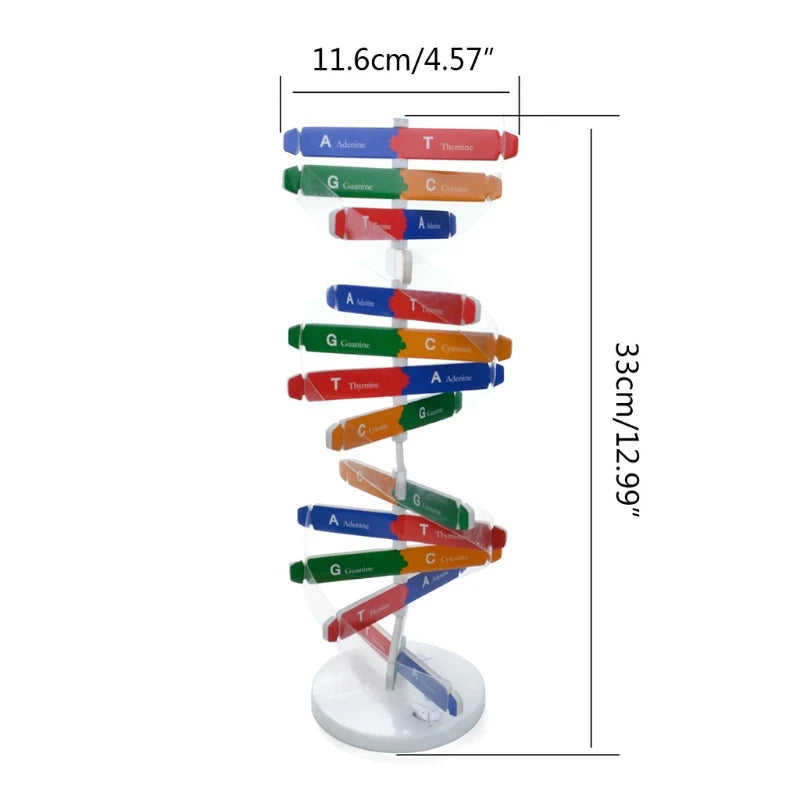 Montessori Block Learning Resource DNA Structure Puzzle Jigsaw Sensory Stacking Human Gene Model Assembly Science Toy E65D