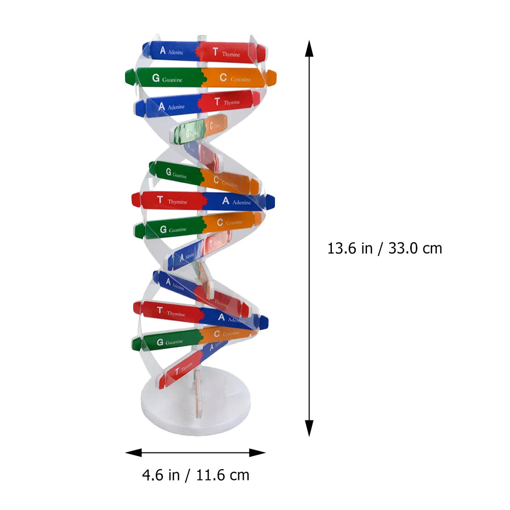 Teaching Aids Dna Double Helix Child Childrens Toys Model For Paper Science Models Educational Instrument