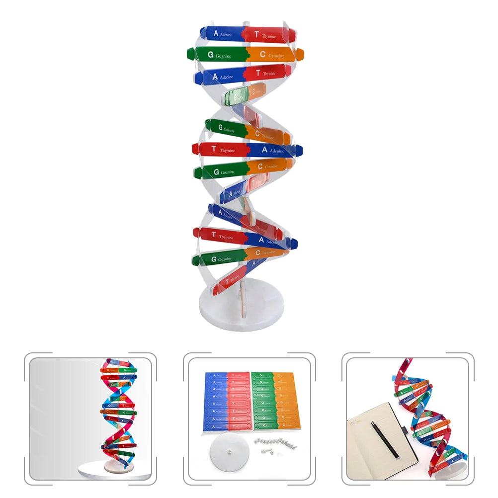 Dna Double Helix Model Structure Kids Assembly Build Toy Childrens Toys Science Educational Instrument Aids Kit Assembled