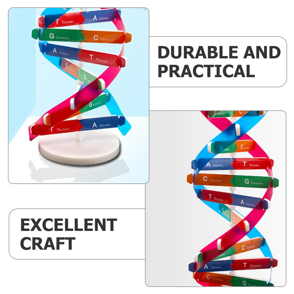 Human Dna Model Double Helix Toy Science Educational Instrument Biology Teaching Aids Child 3d of