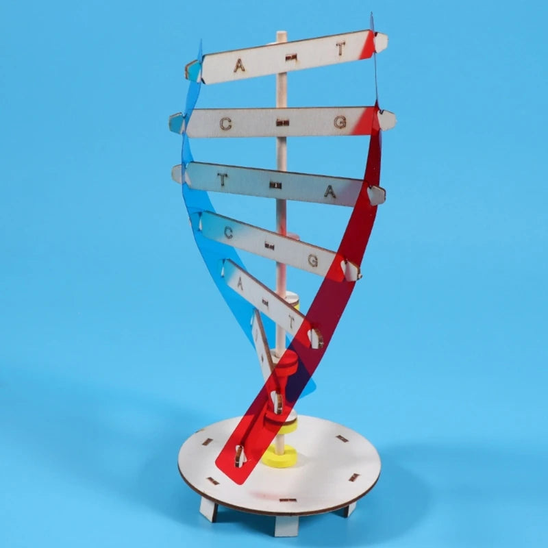 DNA Models Double Model Science Educational Teaching Instrument Toy Human Genes Learning Tool for DNA Assembling Y3NC