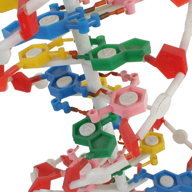 Double Helix 23x22x68.5cm Education Plastic Structure Dna Model For Biology