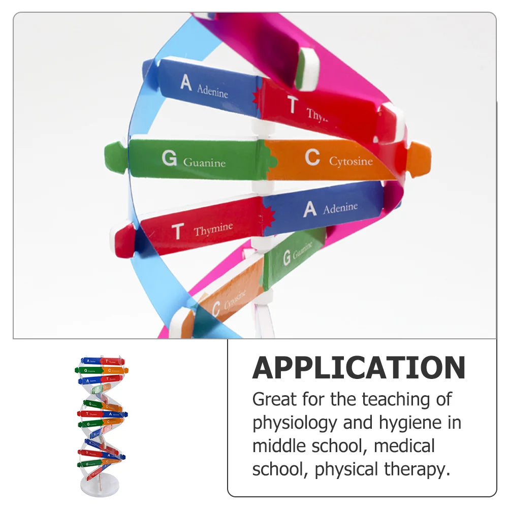 Human Dna Model Double Helix Toy Science Educational Instrument Biology Teaching Aids Child 3d of