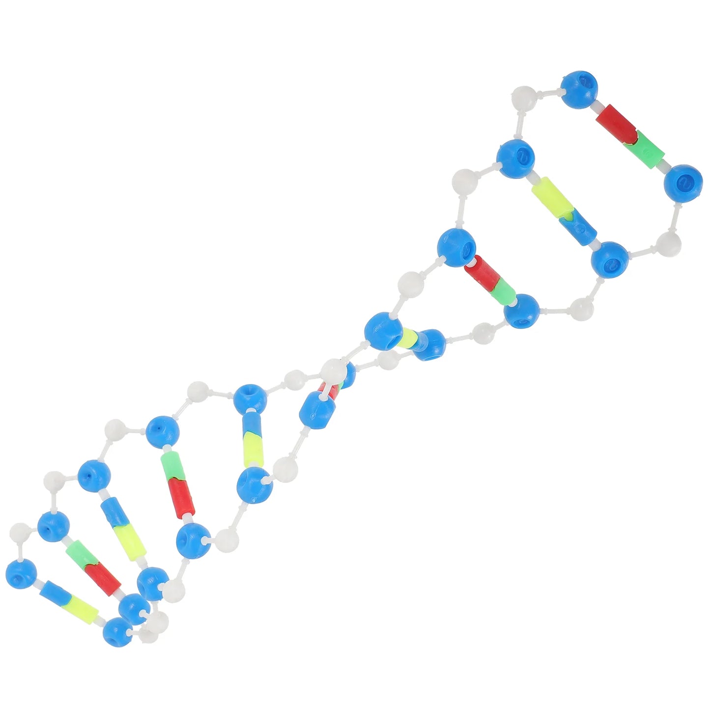 Dna Double Helix Model Components Teaching Aids for DIY Educational Science Biology Human Body Classroom