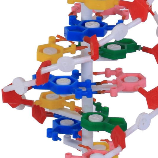 Double Helix 23x22x68.5cm Education Plastic Structure Dna Model For Biology