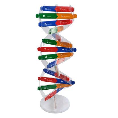 Teaching Aids Dna Double Helix Child Childrens Toys Model For Paper Science Models Educational Instrument