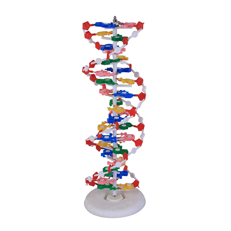 Double Helix 23x22x68.5cm Education Plastic Structure Dna Model For Biology