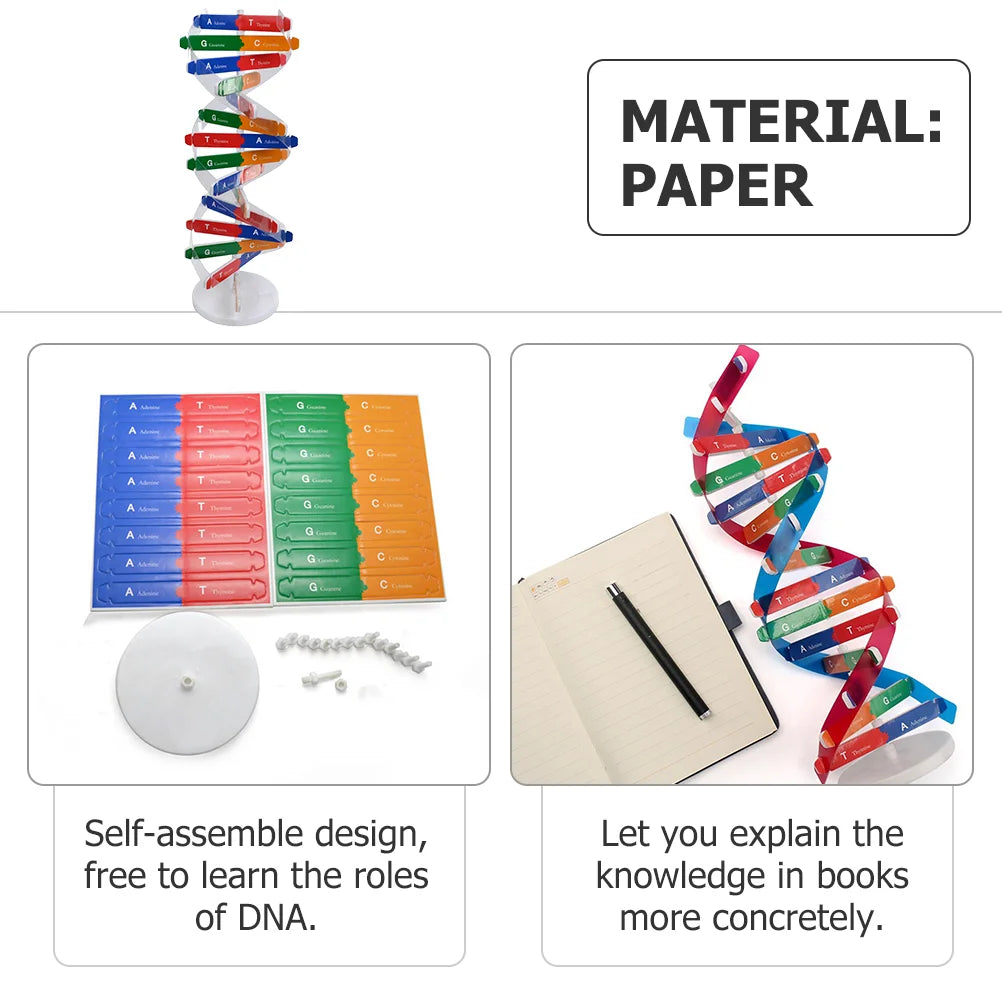 Teaching Aids Dna Double Helix Child Childrens Toys Model For Paper Science Models Educational Instrument