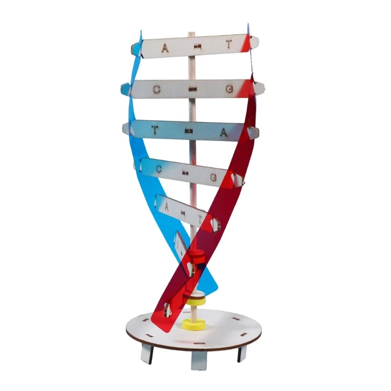 DNA Models Double Model Science Educational Teaching Instrument Toy Human Genes Learning Tool for DNA Assembling Y3NC