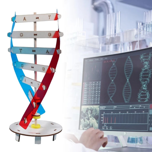 DNA Models Double Model Science Educational Teaching Instrument Toy Human Genes Learning Tool for DNA Assembling Y3NC