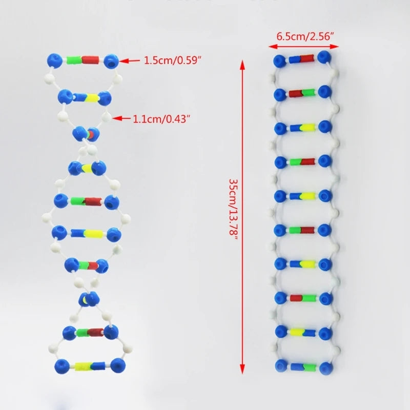 DNA Double Model Practical DNA Model Teaching Instrument Model for School D5QC