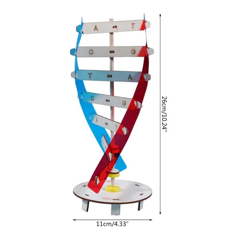 DNA Models Double Model Science Educational Teaching Instrument Toy Human Genes Learning Tool for DNA Assembling Y3NC