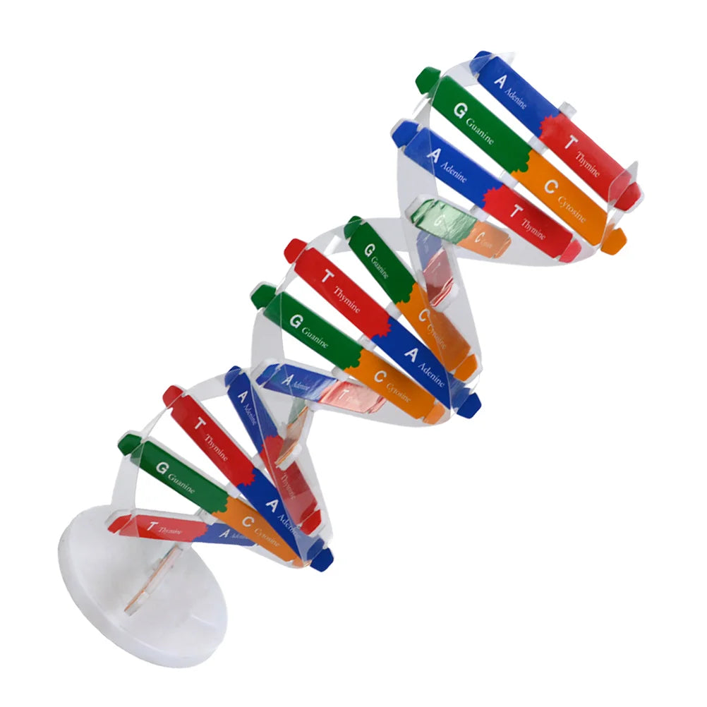 Human Dna Model Double Helix Toy Science Educational Instrument Biology Teaching Aids Child 3d of