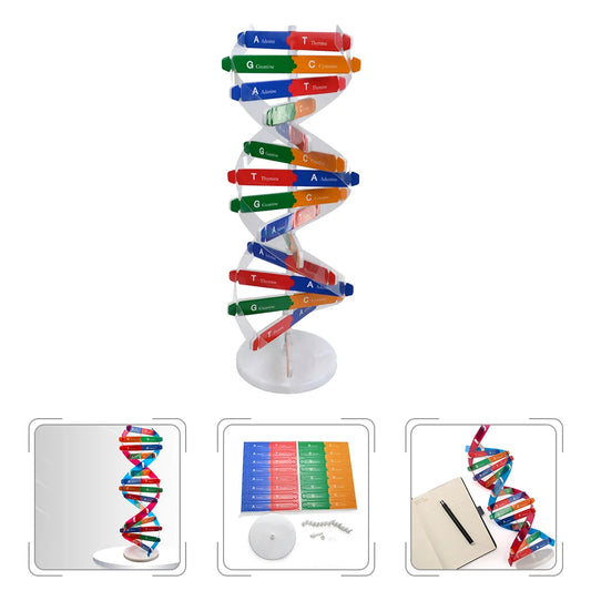 Teaching Aids Dna Double Helix Child Childrens Toys Model For Paper Science Models Educational Instrument