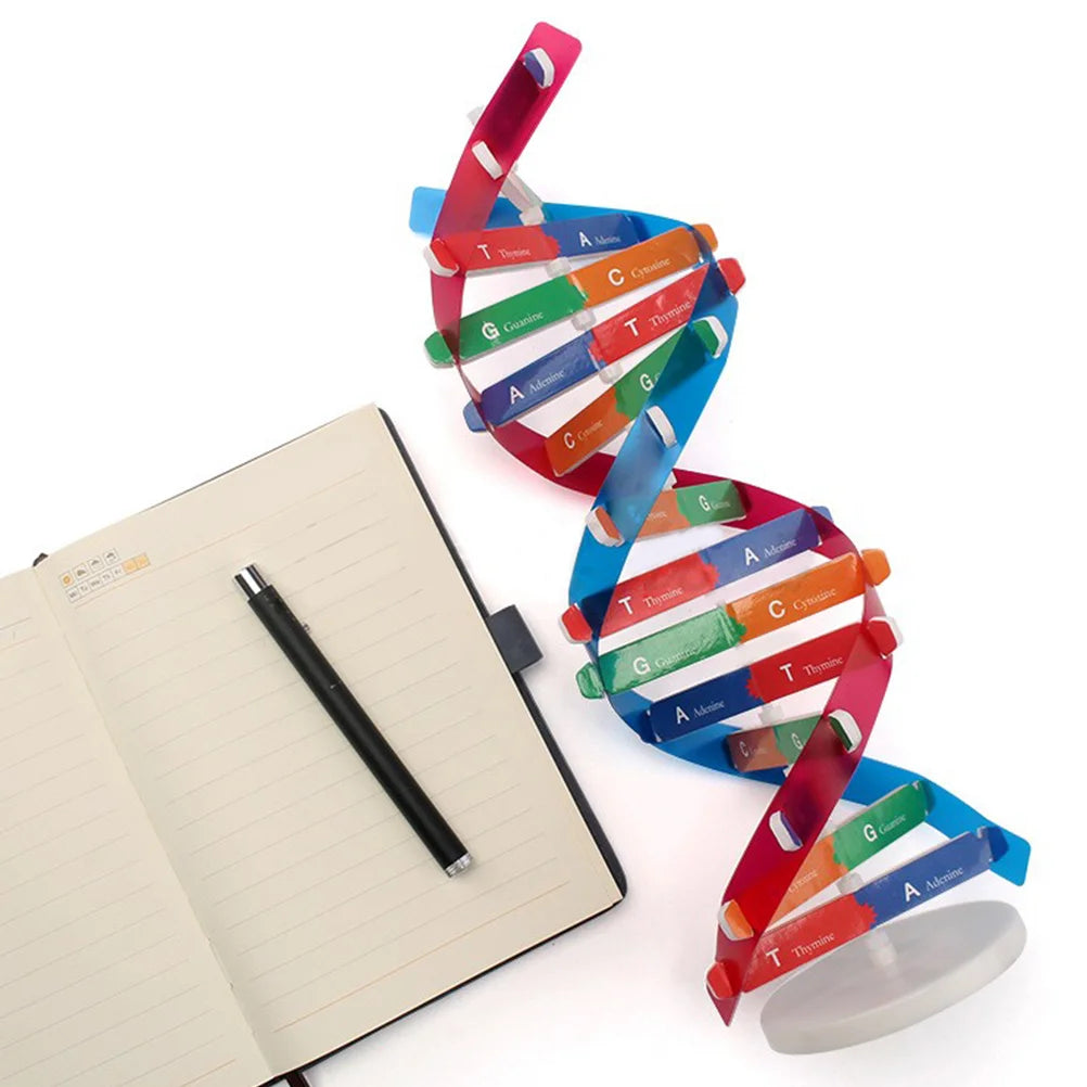 Dna Double Helix Model Structure Kids Assembly Build Toy Childrens Toys Science Educational Instrument Aids Kit Assembled