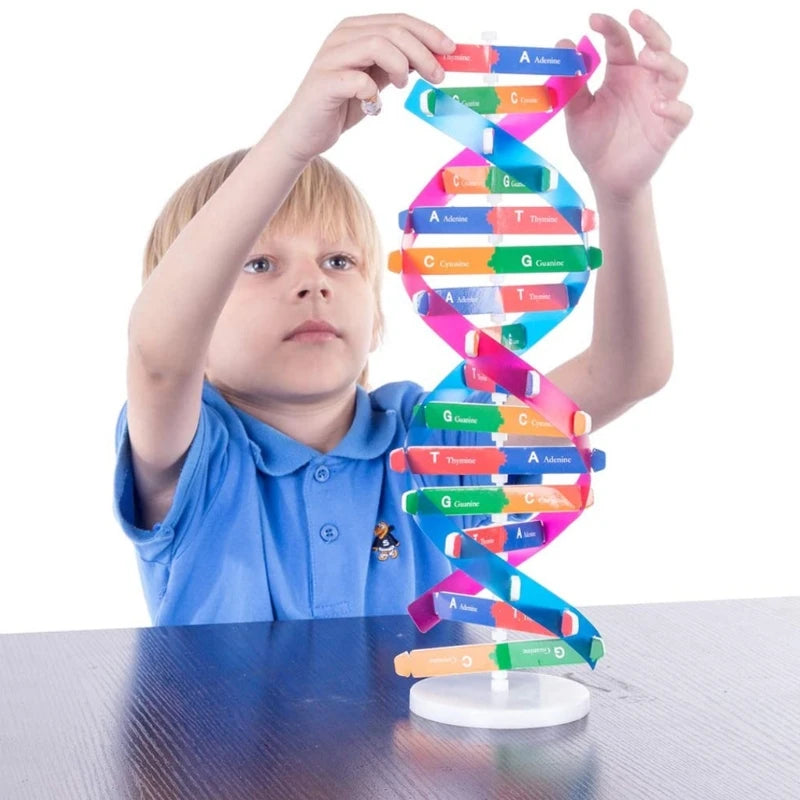 Montessori Block Learning Resource DNA Structure Puzzle Jigsaw Sensory Stacking Human Gene Model Assembly Science Toy E65D