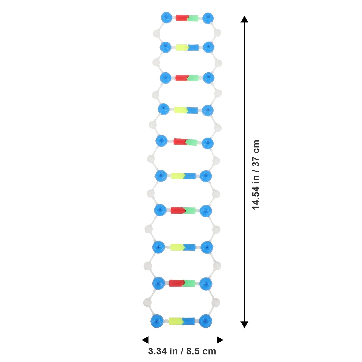 Dna Double Helix Model Components Teaching Aids for DIY Educational Science Biology Human Body Classroom